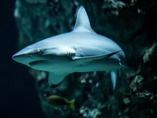 Un homme meurt après avoir été attaqué par un requin en Australie