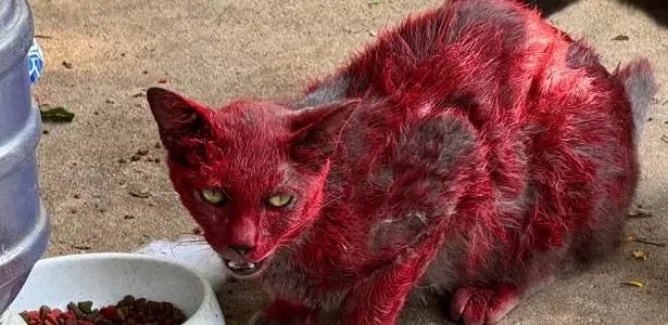 Mistério da 'gata vermelha' gera alerta nos EUA: 'Mantenham distância'