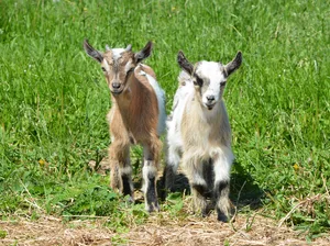 Bernardo y Bianca, fueron mis primeros amigos