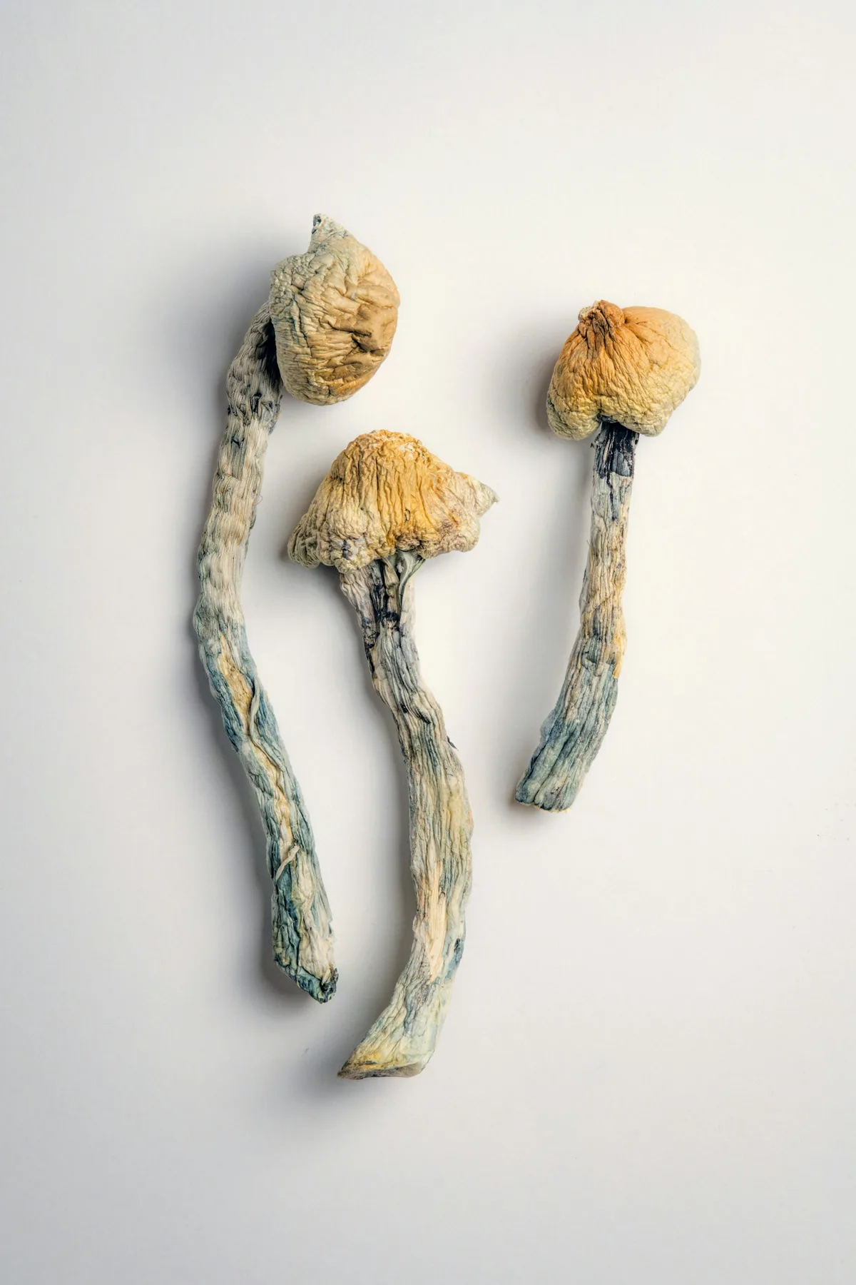 Psilocybin may help the brain recover from concussion, new study shows