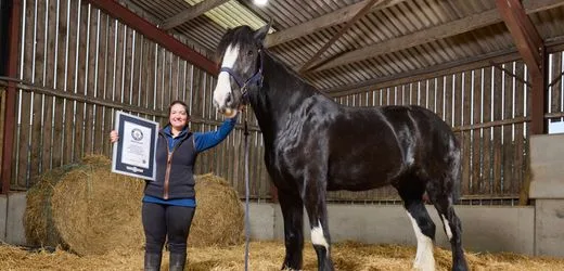 Guinness-Weltrekord: Hugo ist das größte lebende Pferd der Welt