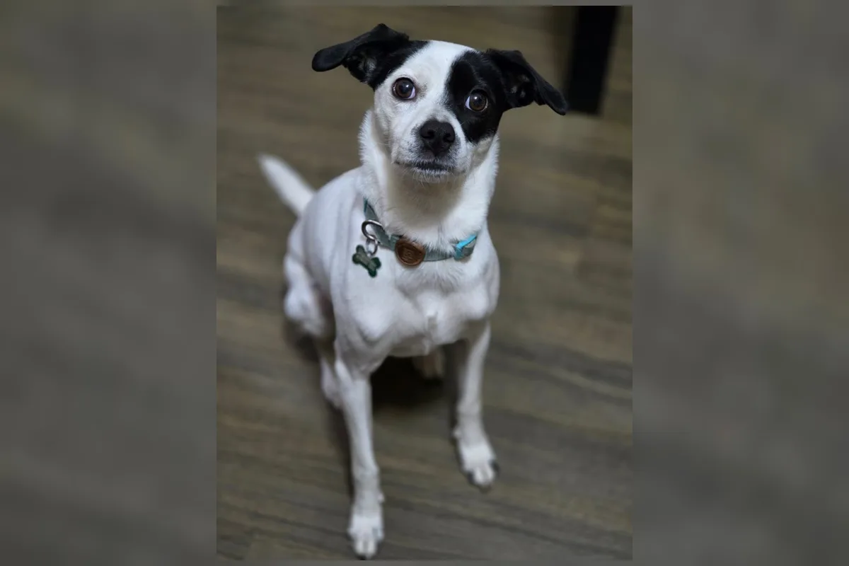 Cachorrinha foge e família se desespera às vésperas de se mudar do Brasil