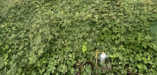 Grevenbroich: Kugelbombe in der Nähe von Strommast im Rheinland gefunden
