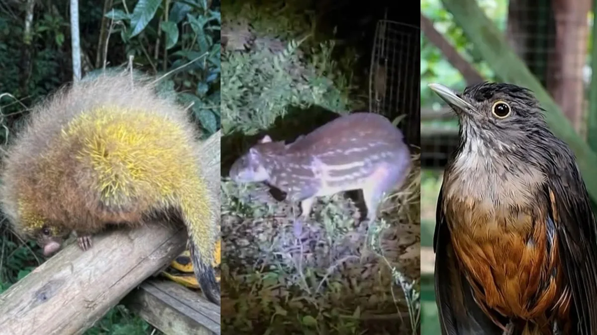De volta à natureza: aves, jabutis, ouriços e macacos vítimas de caça e maus-tratos são soltos no ES