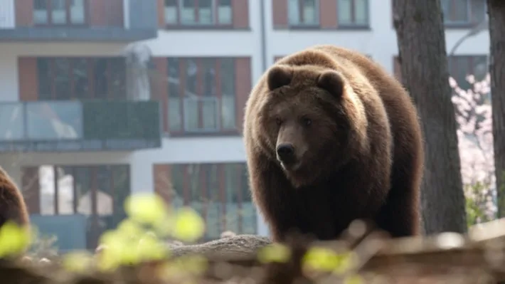 Russa é multada após usar IA para gerar foto de urso e causar pânico na população