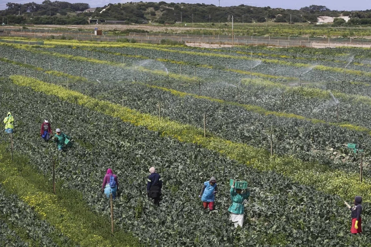 Land reform must protect property rights, AgriSA says