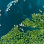 Reino Unido confirma aporte de US$ 540 milhões para fundo de florestas tropicais