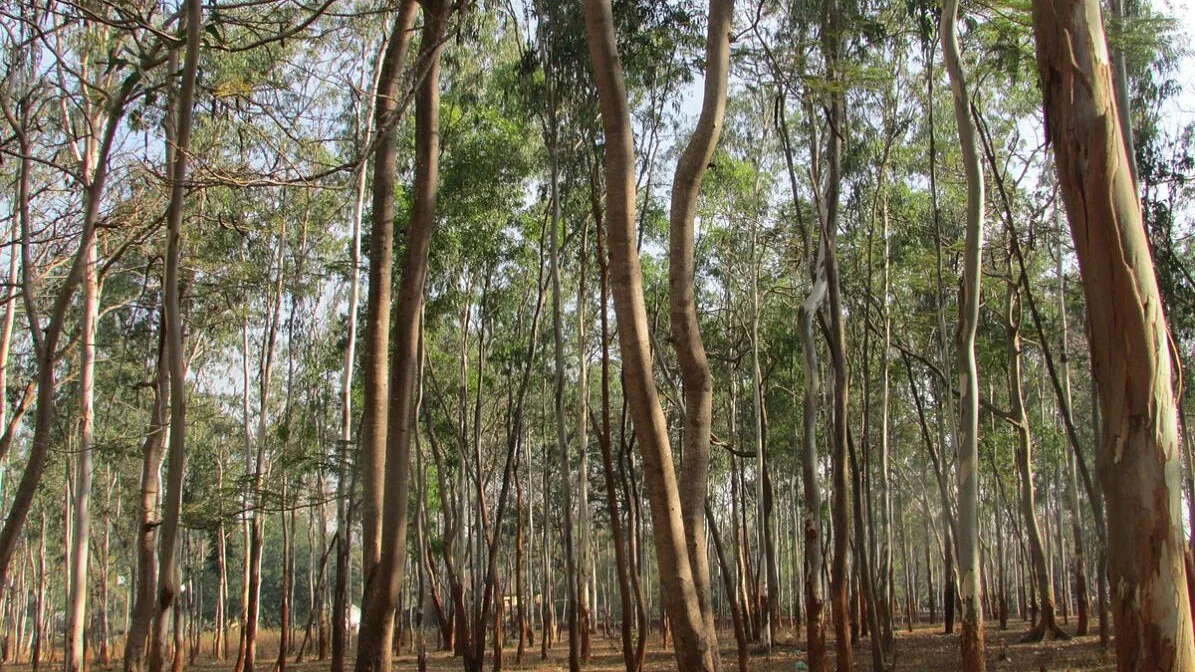 Lisboa investe em ‘pick-ups’ para intervenção florestal