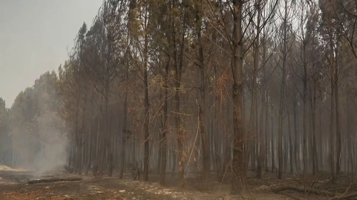 "On ne veut pas que notre maison brûle" : 500 personnes évacuées face à l'incendie dans les Landes, 1 100 hectares brûlés