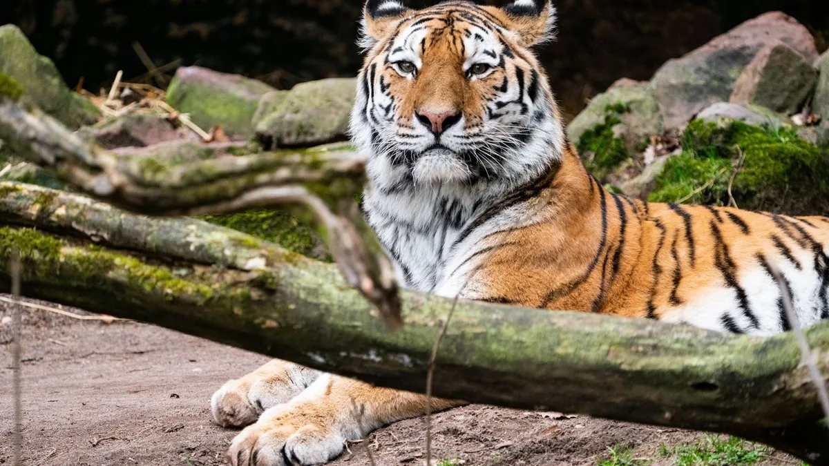 Tiere: Sibirischer Tiger aus Nürnberg zieht in Landauer Zoo ein