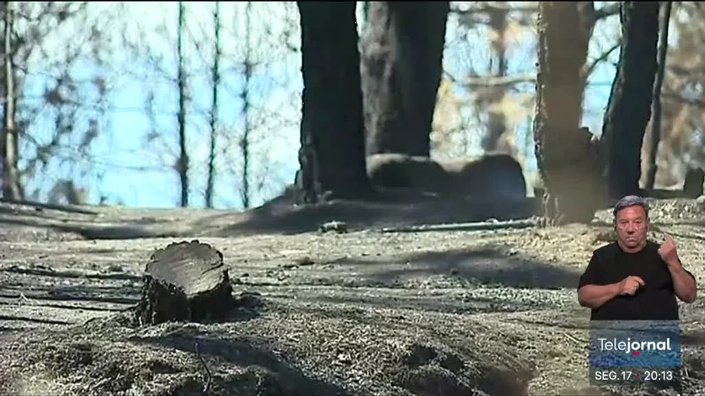 Número de detidos por incêndio florestal aumentou 143%