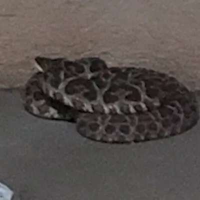 Cobra aparece em quintal de casa no São Conrado e assusta moradora