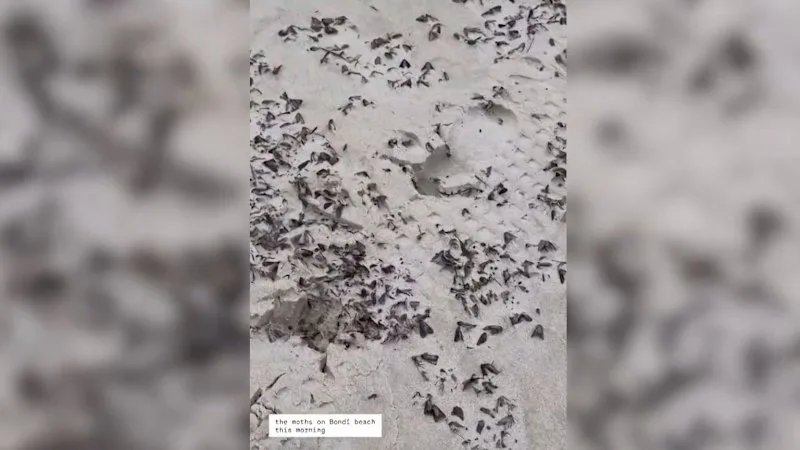 Swarm of bogong moths descends on Bondi