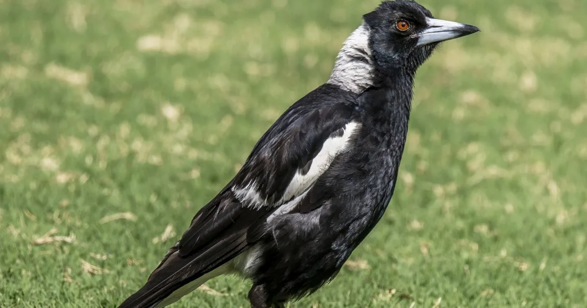 Los investigadores colocaron dispositivos de rastreo GPS a cinco urracas para registrar sus movimientos, pero en menos de una hora las aves comenzaron a ayudarse mutuamente a quitarse los arneses, convirtiendo un experimento de rastreo fallido en una observación inesperada de cooperación y resolución de problemas