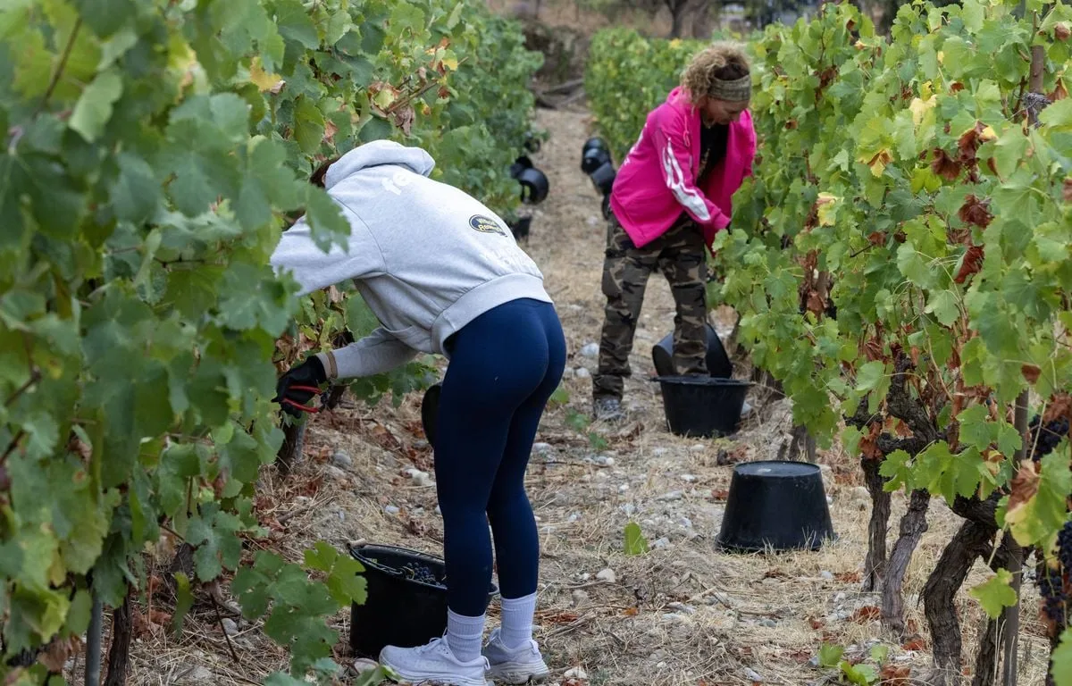 Beaujolais : Un vendangeur de 17 ans tué et neuf blessés dans l’accident d’une remorque