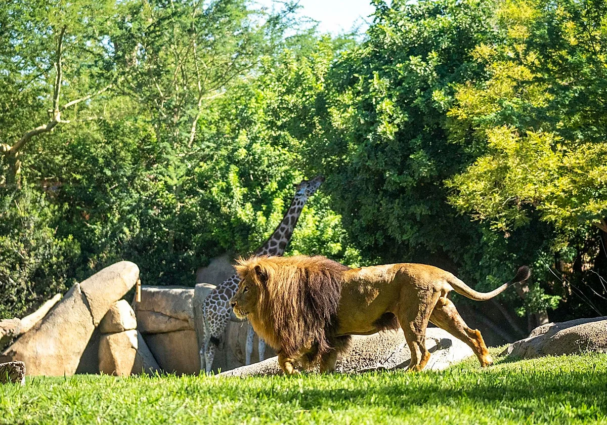 Bioparc Valencia se ratifica en la élite mundial del 10% de mejores atracciones turísticas en TripAdvisor