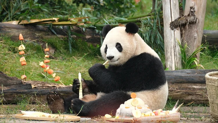 Where to find giant pandas in the United States