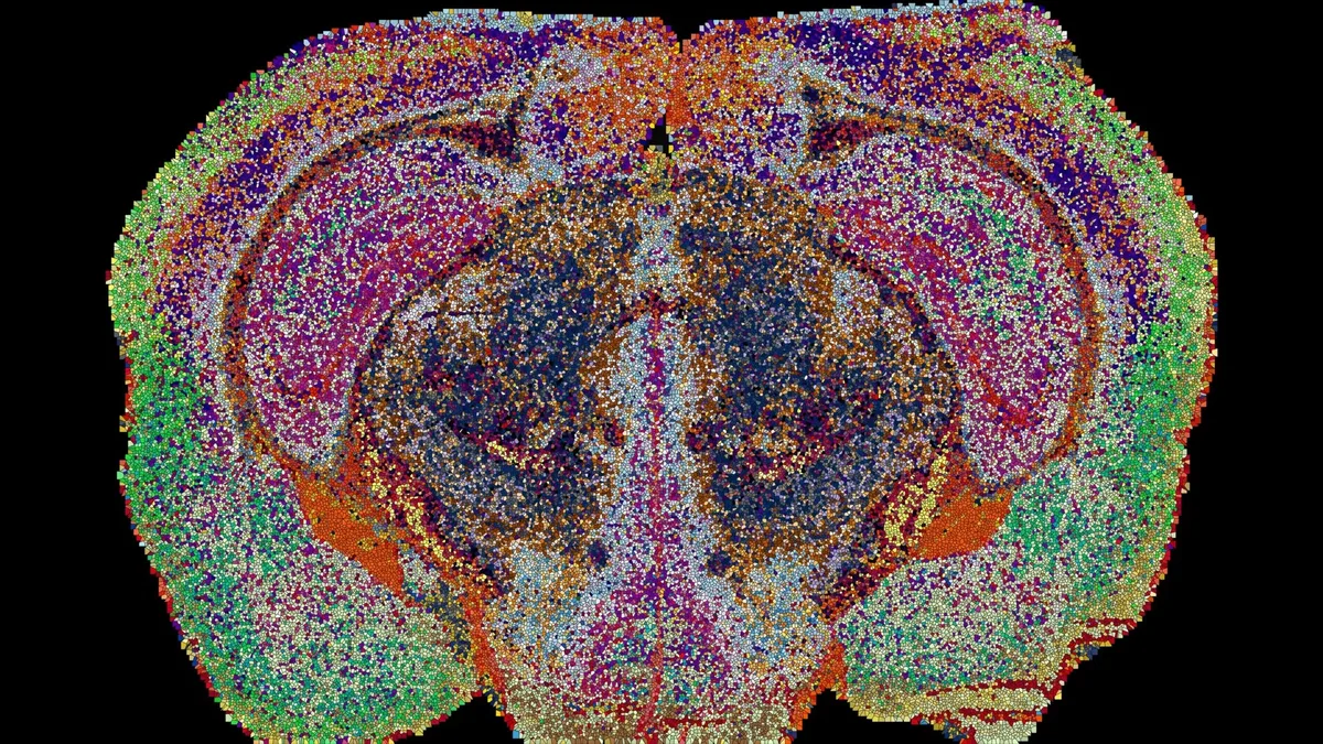 Mapa 3D inédito mostra como moléculas de gordura ajudam a organizar o cérebro
