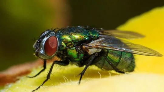 Cómo funciona el cerebro de una mosca y qué puede enseñarnos sobre los humanos
