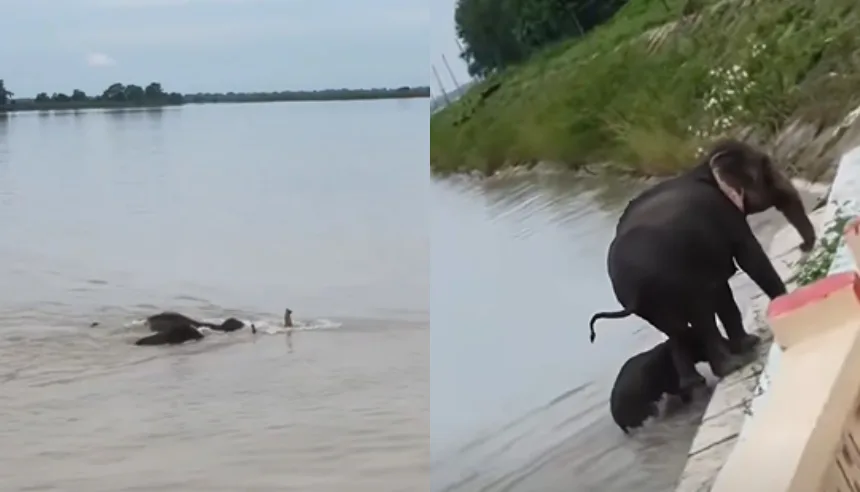 VIDEO IMPACTANTE: La manada de elefantes que llegaron flotando a India por la crecida que arrasó pueblos en Nepal