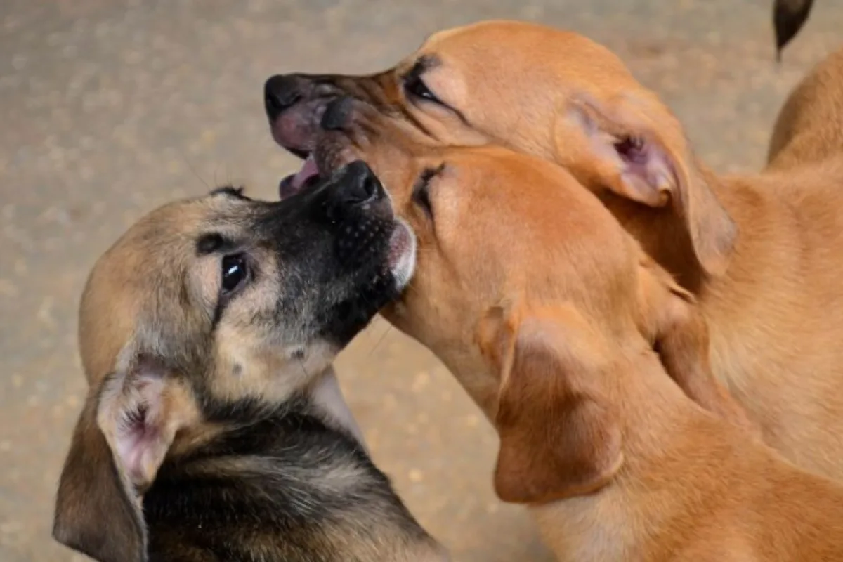 Justiça da PB declara inconstitucional lei que previa carrinhos para animais em supermercados de João Pessoa