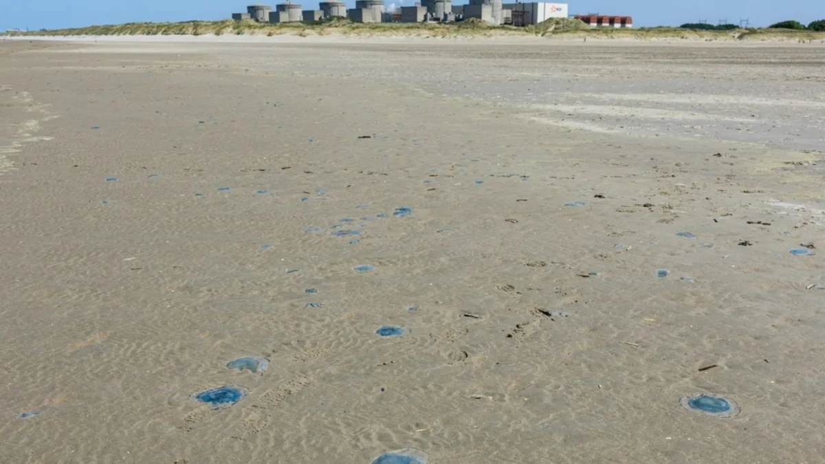 Quallenplage in Frankreich führt erneut zu Atomreaktor-Abschaltung