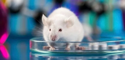 Einsamkeit bei Mäusen: Wenn männliche Tiere einsam sind, neigen sie zum Alkohol