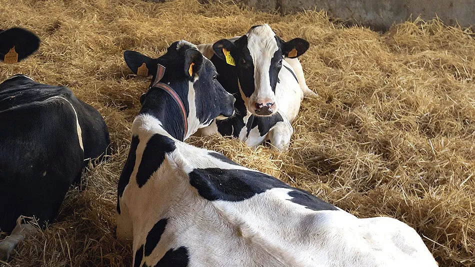 Calor extremo ameaça o queijo parmesão: vacas sofrem com temperaturas acima dos 40 graus em Itália