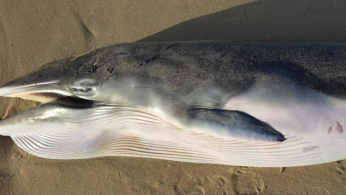 Dead minke whale fuels bird flu panic as it washes up on beach near Victor Harbour, South Australia