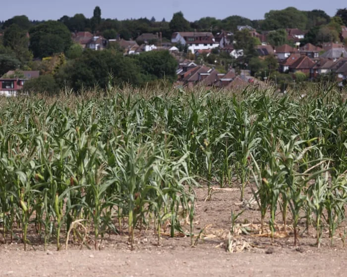 Burnham announces £65m for drought-hit farmers after Labour pressure