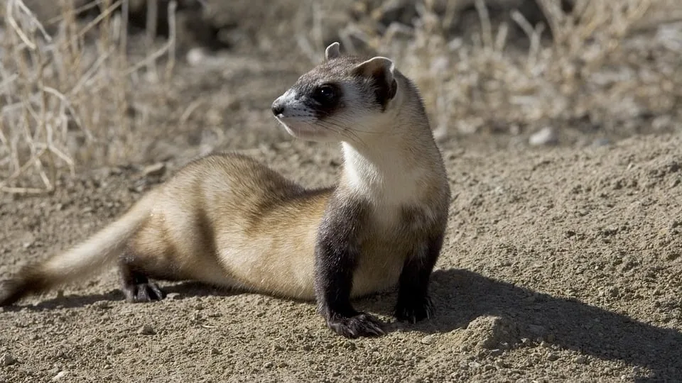 El rescate que tardó 40 años: el animal que Estados Unidos salvó de la extinción volvió a desaparecer