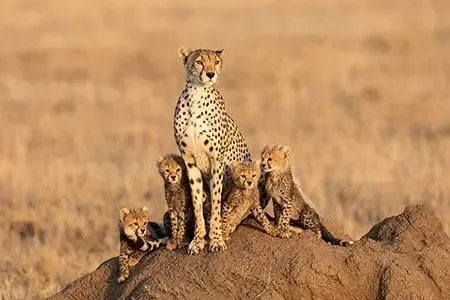 ConCourt dismisses hunters’ challenge to animal well-being law