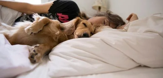 Haustiere: Mit Hunden das Bett zu teilen, macht Schlaf nicht schlechter