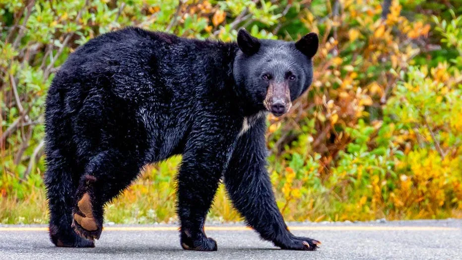 Crowd tests their luck getting close to wild bear for pictures and video at Mount Rainer