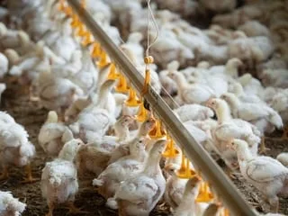 L’Union européenne suspend ses importations de viande brésilienne à partir de jeudi