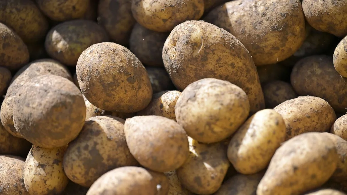 Landwirtschaft: Was den Kartoffelanbau unter Druck setzt