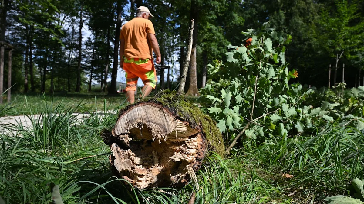 Unwetter-Tragödie in Süddeutschland - Mächtiger Ast erschlägt Kind in Trauerwald