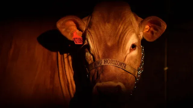 União Europeia suspende compra de carnes do Brasil a partir de 5.ª-feira