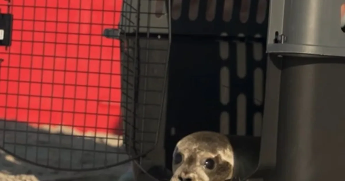 Una foca hallada con bajo peso y una infección pulmonar volvió a la naturaleza tras recibir atención veterinaria: "Una segunda oportunidad en el mar"