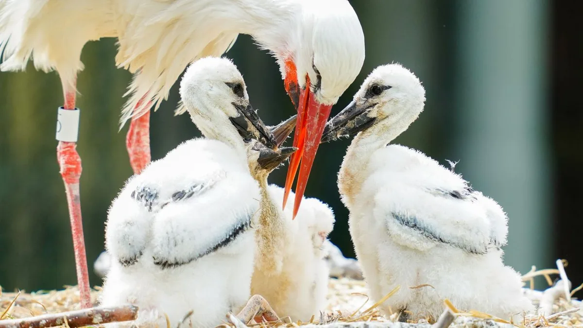 Artenvielfalt: Was der Storch über unsere Landschaft erzählt