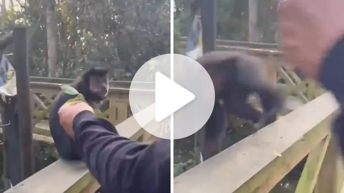 Agressão a macaco em parque ecológico de SC teria ocorrido há cerca de 2 meses; imagens de segurança são analisadas