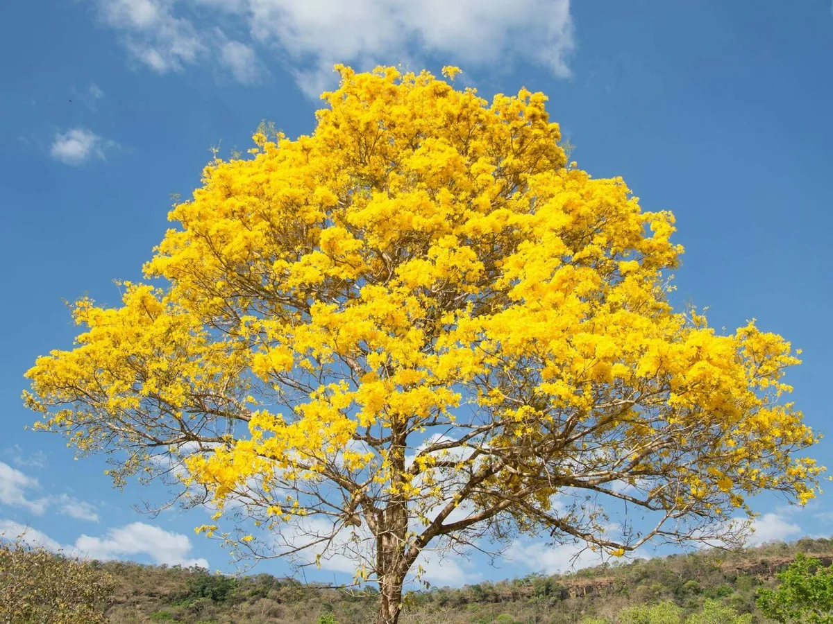 Cerrado do Tocantins floresce em meio à seca e transforma paisagem de Palmas; entenda