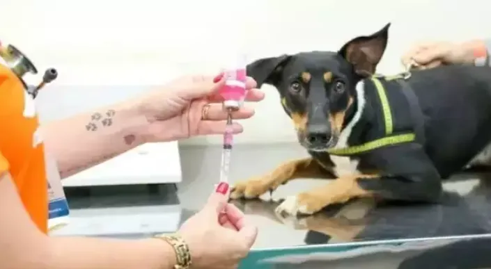 Consultório móvel leva atendimento gratuito para cães e gatos no Santo Antônio
