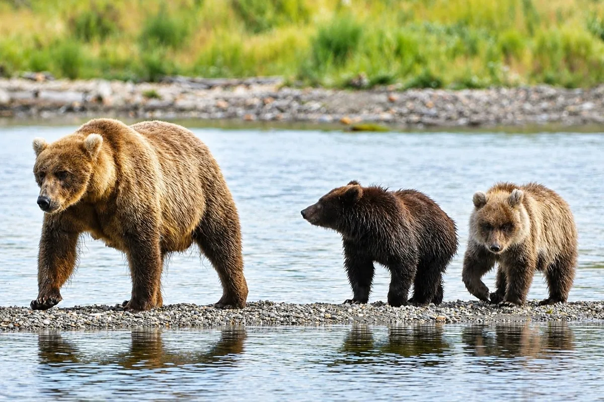 Fat Bear Week 2026 is here and a fan favorite is back: Here’s how to vote
