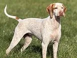 Meet Britain's newest dog breeds! Braque du Bourbonnais and Epagneul Français are officially recognised - making them the 229th and 230th breeds in the UK