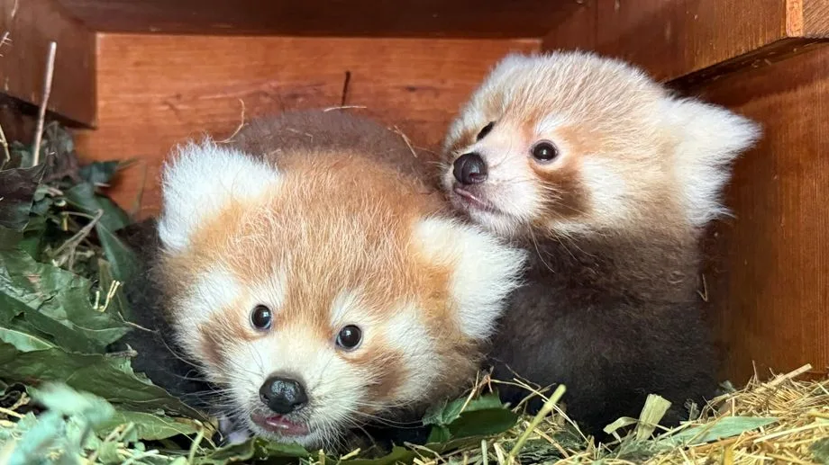 Deux bébés pandas roux sont nés au safari de Peaugres