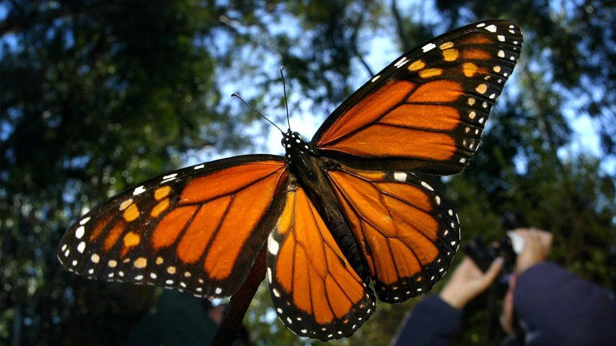 Solar-powered backpacks to save endangered monarch butterflies in California
