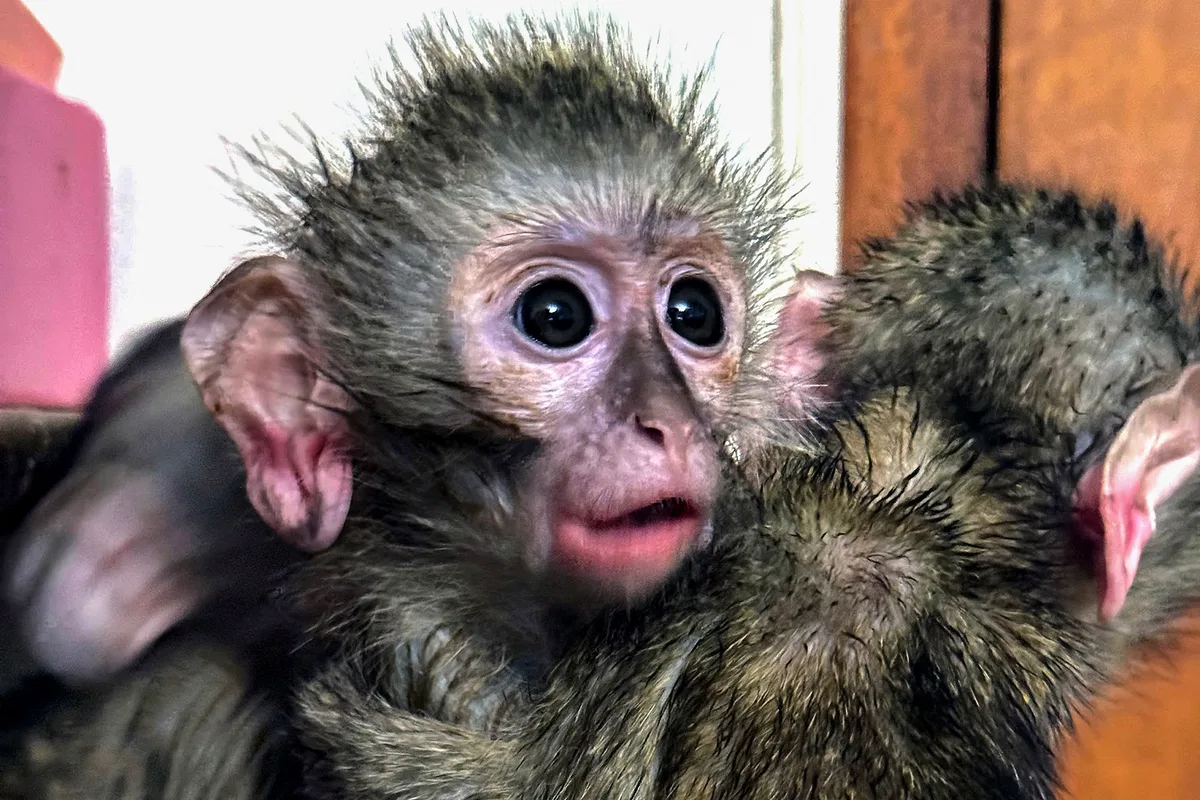 MACABRE BUSINESS OP-ED: Shot, skinned and sold: South Africa’s enormous trade in wild primates