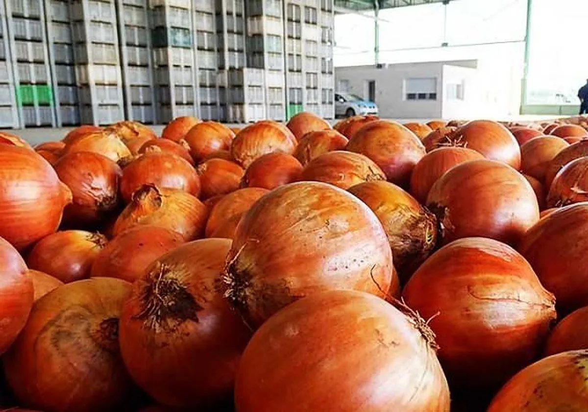 El 'boom' de las importaciones de cebolla hunde los precios y obliga a abandonar miles de toneladas en el campo