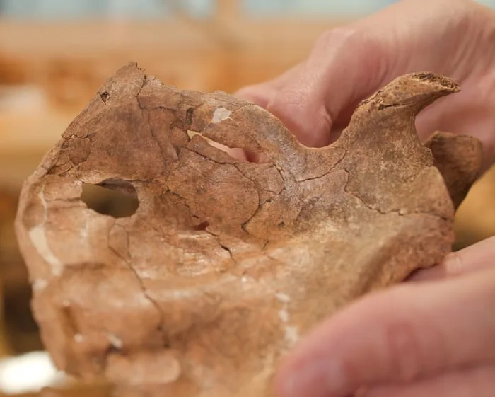 Neanderthal remains may be earliest human ancestor find killed by a spear